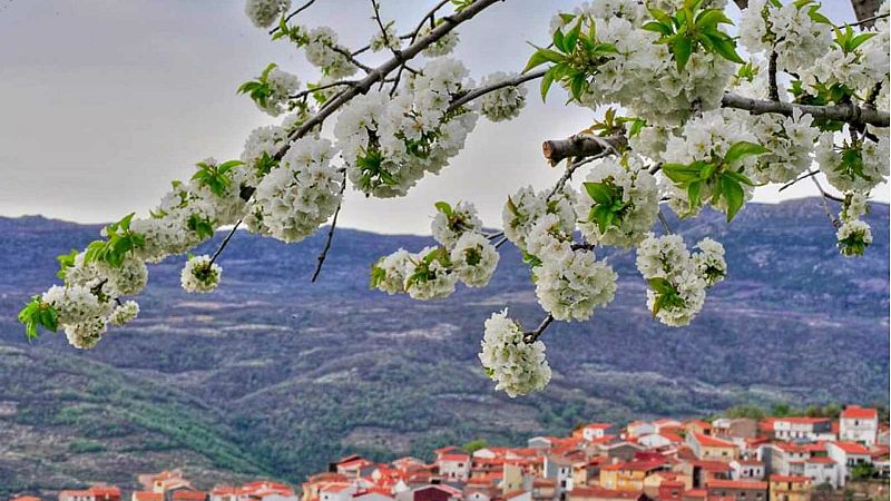 Las granizadas y la covid-19 'pudren' cuatro millones de kilos de cerezas en el Valle del Jerte - 14 horas | Escuchar
