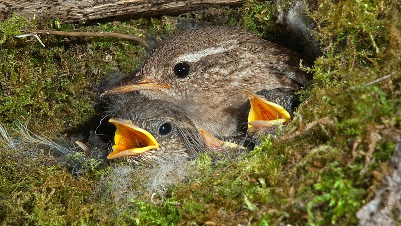 Respuestas de la Ciencia - ¿Qué son los dormideros de alimoches? - 28/05/20 - Escuchar ahora