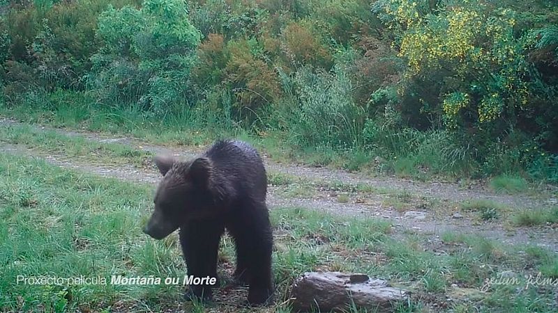 El cine que viene - La naturaleza en tiempos de pandemia - 29/05/20 - escuchar ahora