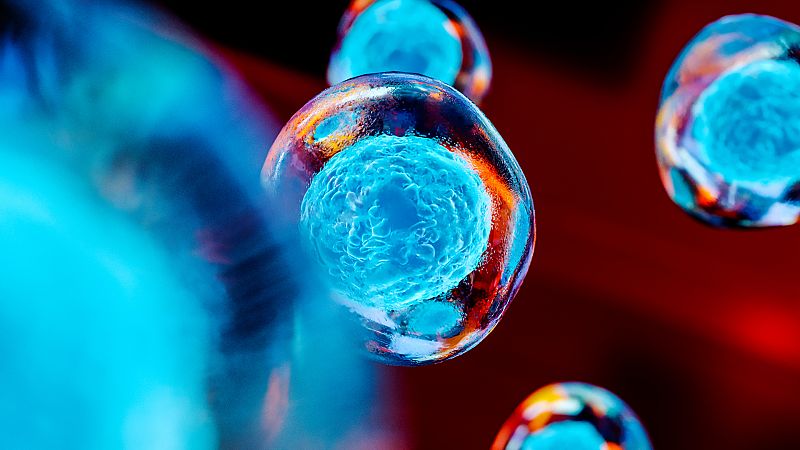 Entre probetas - Miniórganos y órganos transparentes en biomedicina - 06/07/20