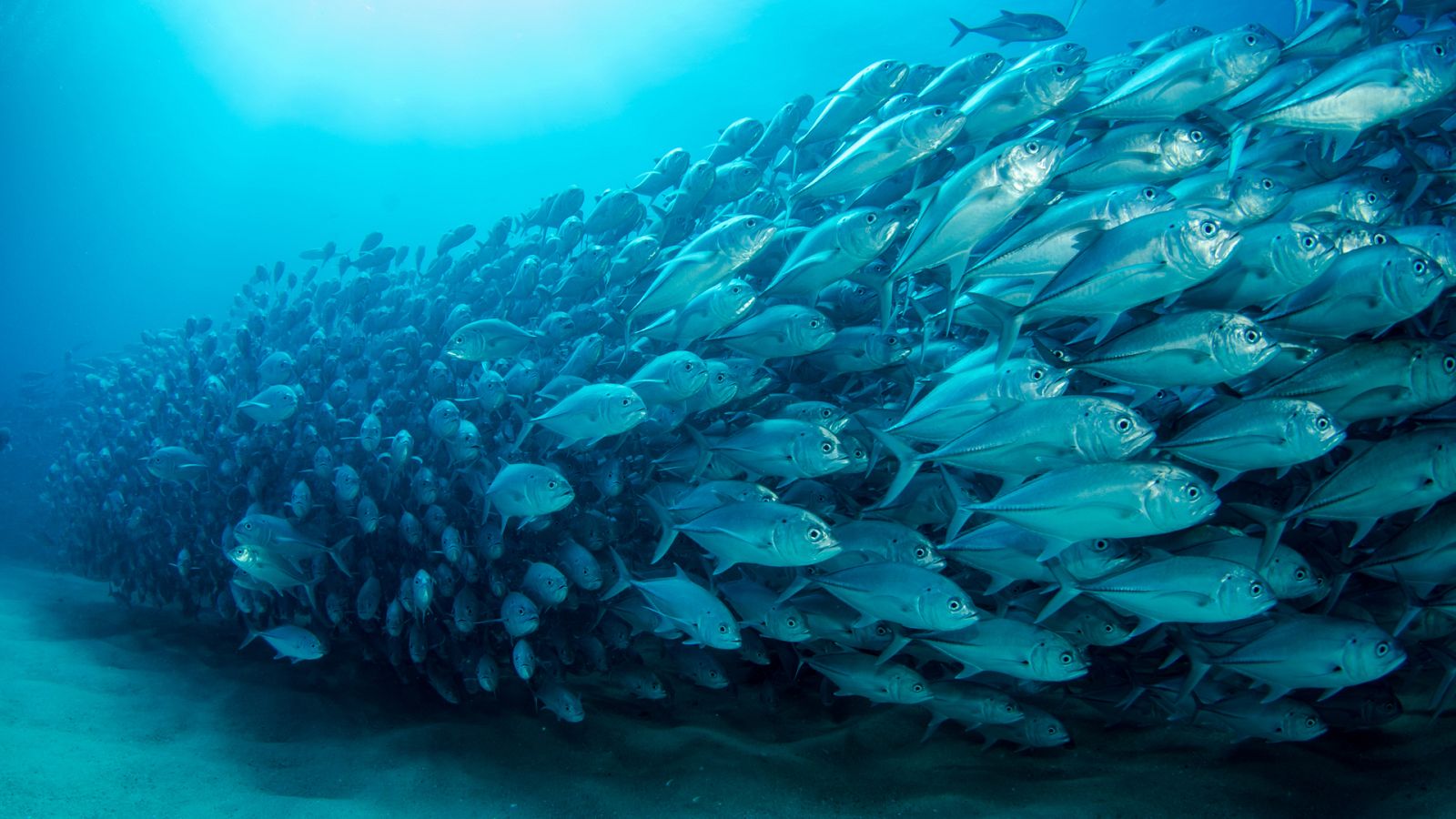 Españoles en la mar - Los océanos como despensa y futuro - 14/07/20 - escuchar ahora