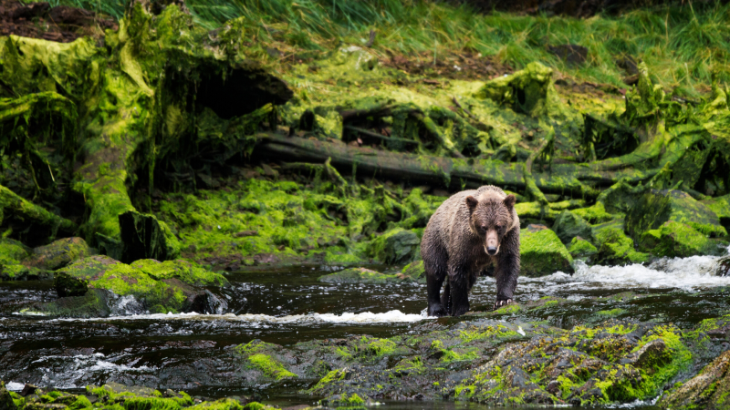 Todo Noticias Tarde - 21.000 animales muertos por cebos envenenados