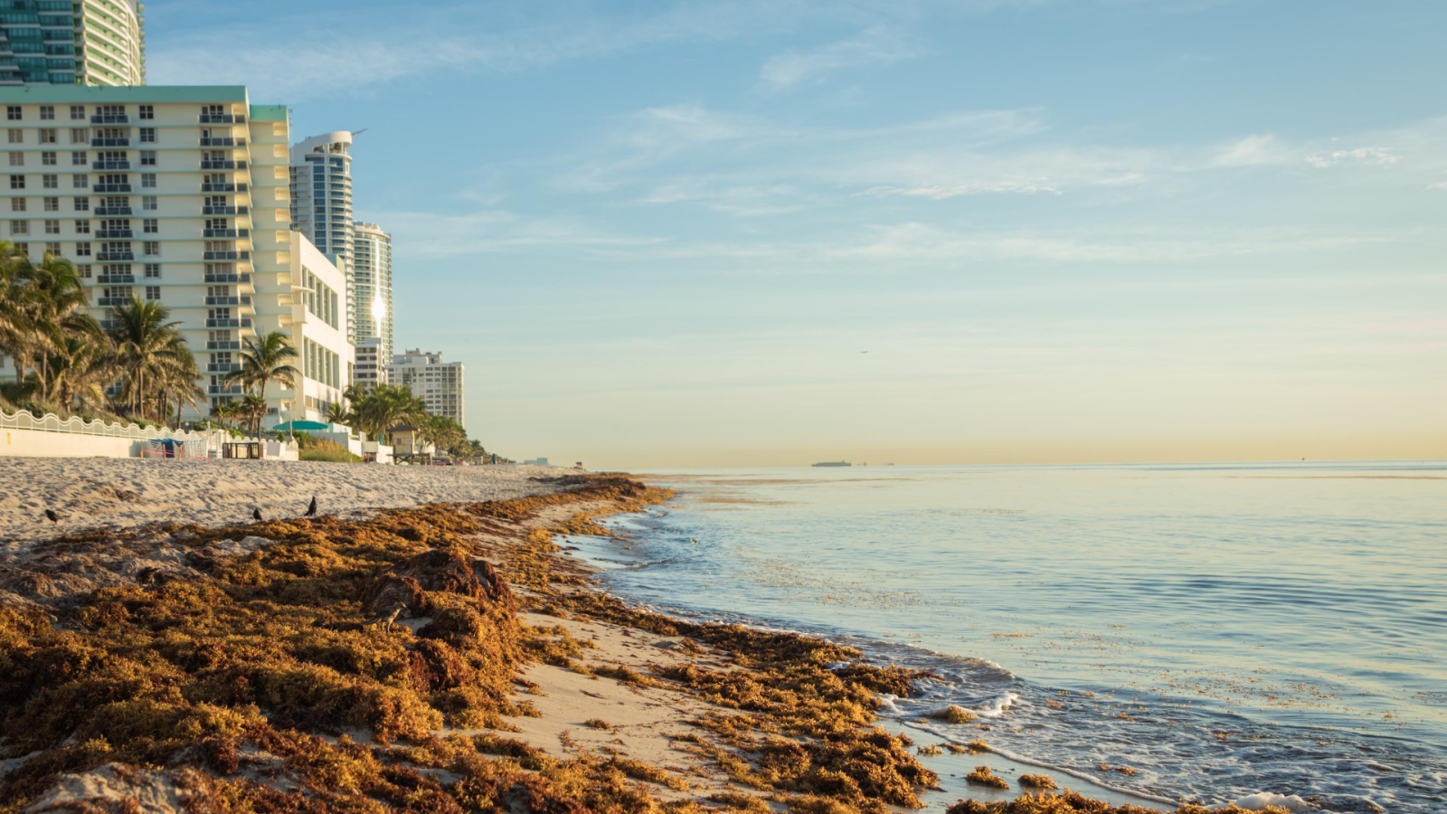 Reportajes 5 Continentes - El sargazo, un problema creciente para los países del Caribe