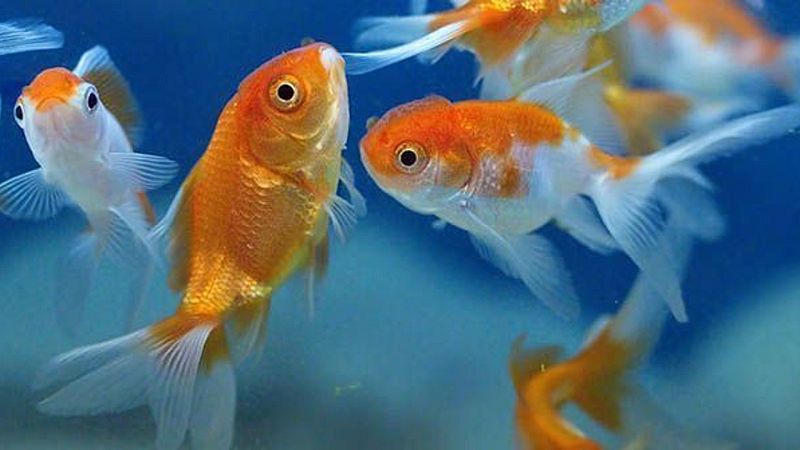 Música Maeztu! - Peces - 26/07/20 - Escuchar ahora