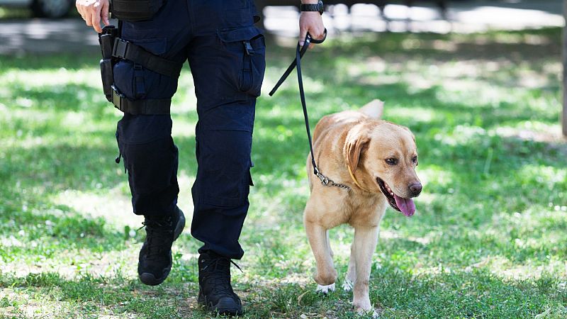 Por tres razones - ¿Pueden los perros detectar el COVID-19? - 17/08/20