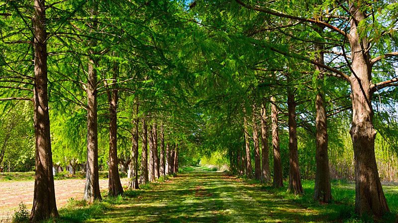 Música Maeztu -  Árboles  - 23/08/20