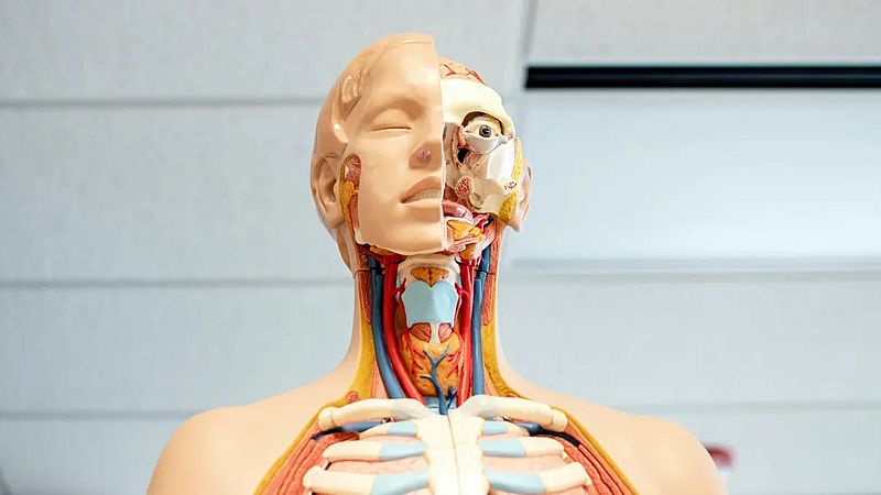 El gallo que no cesa - Médico de guardia: El cuerpo humano - Escuchar ahora