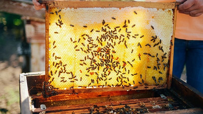 Degustar España - Aceite, miel y vino - 05/09/20 - Escuchar ahora