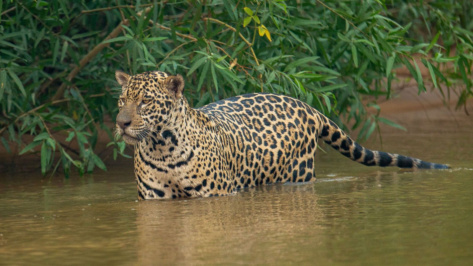 14 horas - El fuego arrasa el Pantanal de Brasil, el mayor humedal del planeta - Escuchar ahora