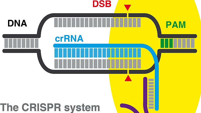 Dos trillones de átomos - Herramientas genéticas CRISPR - 15/09/22