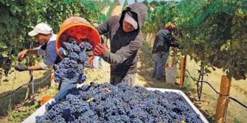 Reportaje sobre vendimia en Terres dels Aforins - 28/09/20 - Escuchar ahora