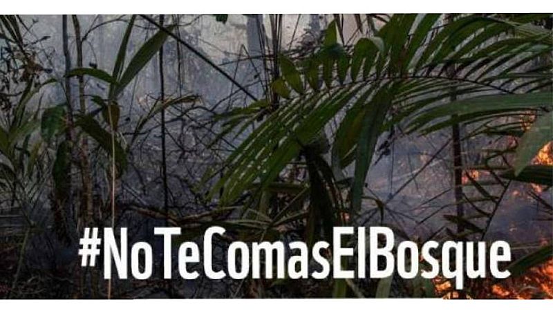 Solidaridad -  ¿No te comas el bosque? - 03/10/20 - Escuchar ahora