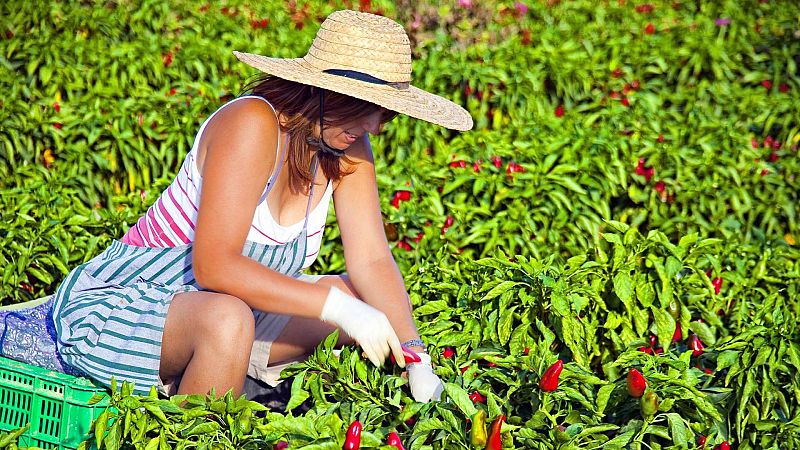 Degustar España - Recuperando tradiciones en Valdeorras, Mallorca y Aranda de Duero - 24/10/20 - Escuchar ahora