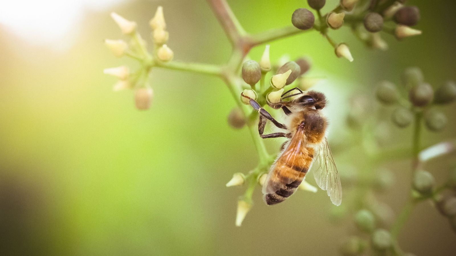 Planeta vivo - Abejas polinizadoras - 25/11/20 - escuchar ahora