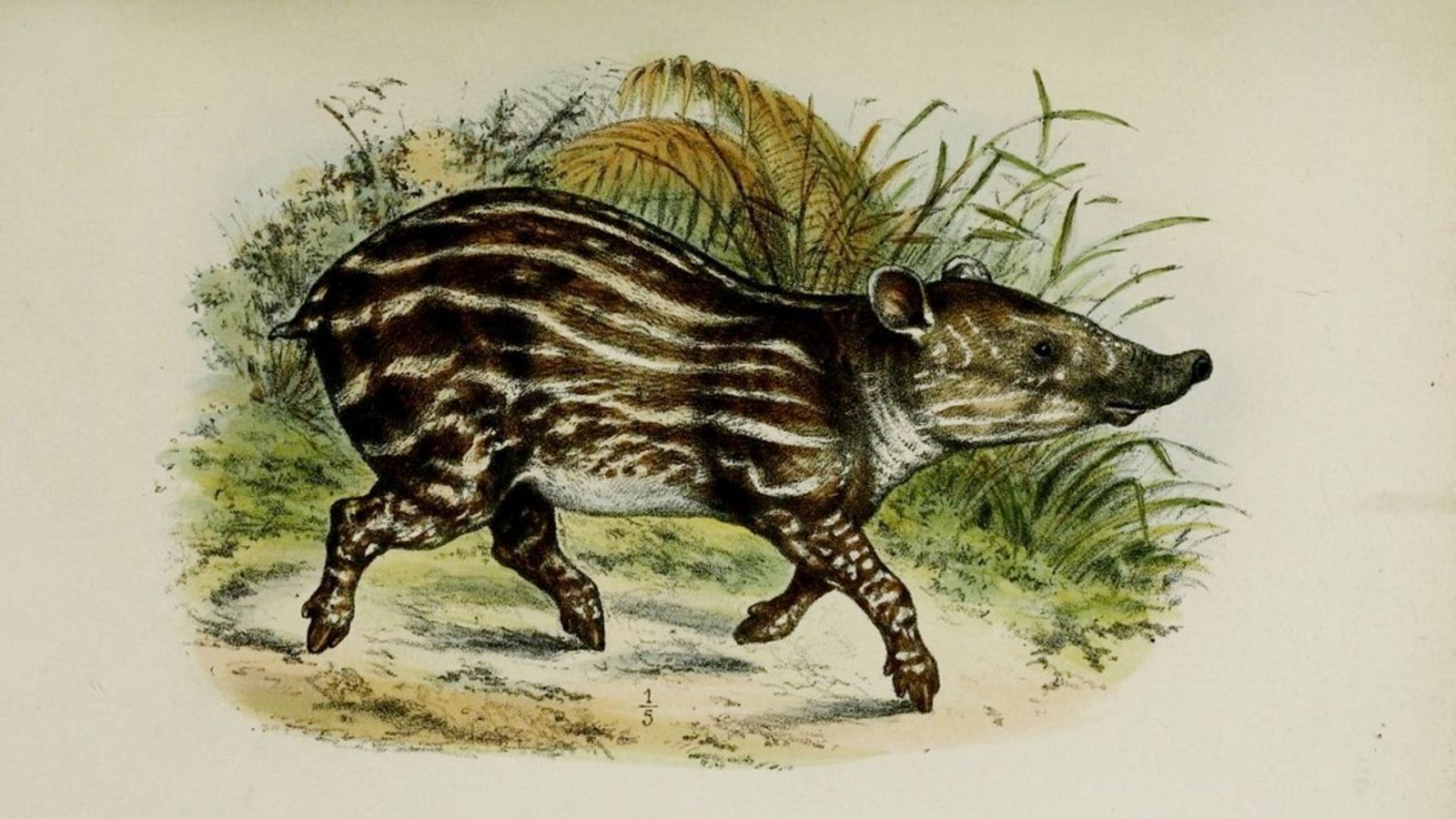 Esto me cuentan - Cuentos del Amazonas - Escuchar ahora