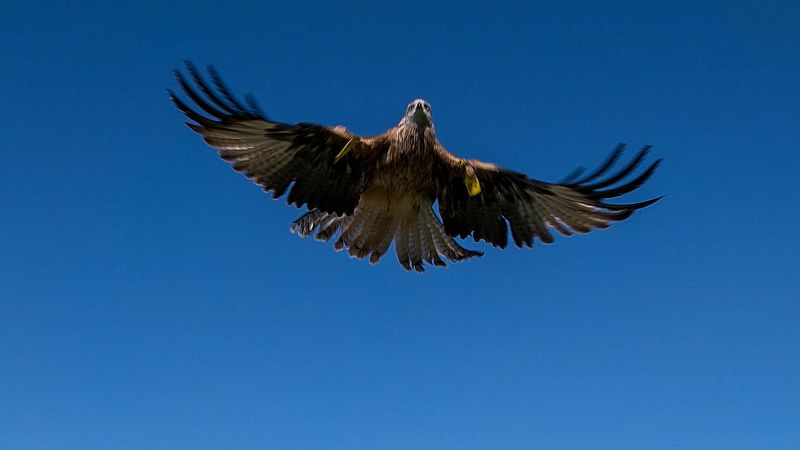 La degradación de los hábitats y la caza ilegal amenazan las aves rapaces en España - Escuchar ahora
