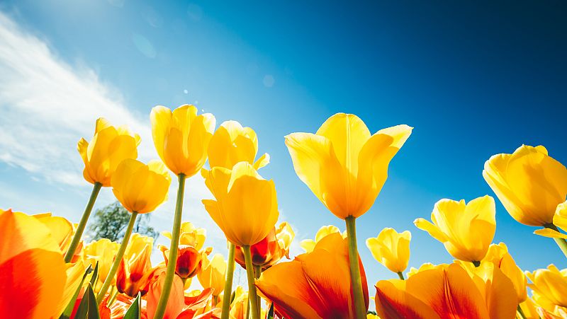 Sinfonía de la mañana - La primera misa de Vivaldi - 22/12/20