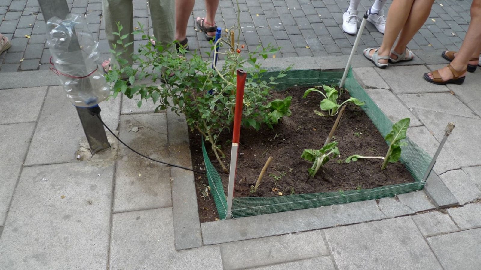 El bosque habitado - Tod@s tenemos manos verdes. Con Ignacio Abella - 17/01/21 - escuchar ahora