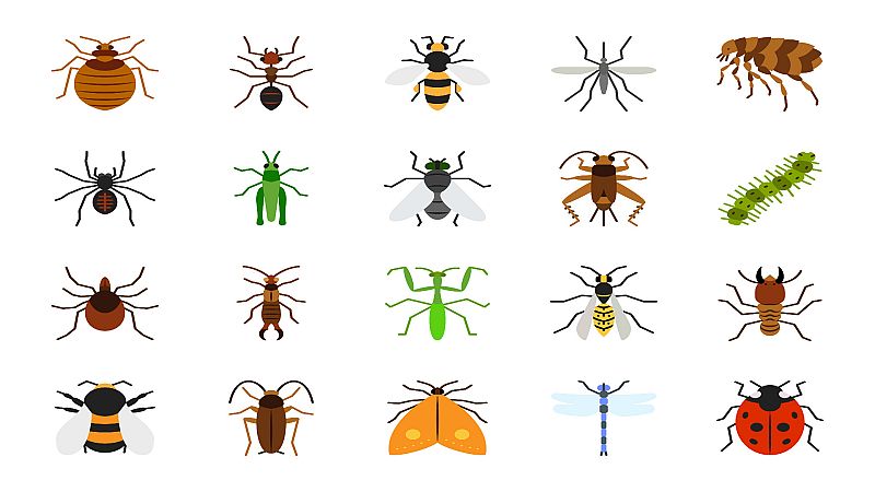 Mundo rural - Productos derivados de insectos - 20/01/21  - Escuchar ahora