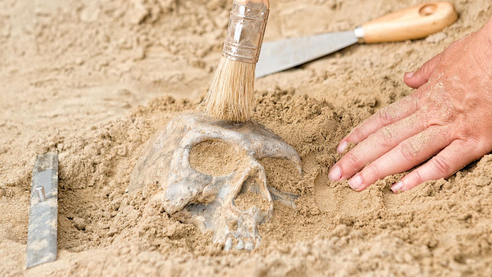 Després del col·lapse - Atapuerca Patrimoni de la Humanitat - 28/01/21 - escolatar ara