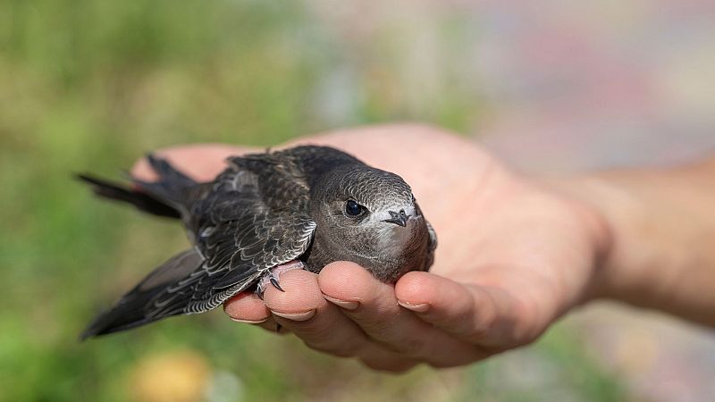 Reserva natural - Vencejos y alimentos de futuro - 28/01/21