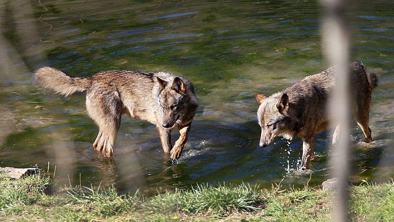 14 horas - Se prohíbe la caza del lobo: victoria histórica para los ecologistas, un paso atrás para los ganaderos