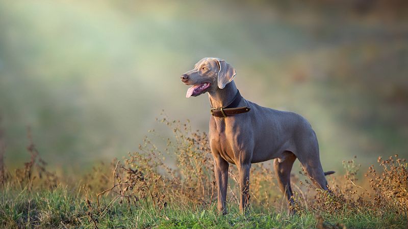 Sinfonía de la mañana - El perro de Wagner - 08/02/21