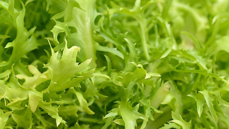 Alimento y salud - Cambio climático y alimentación. El radicchio - 21/02/21 - Escuchar ahora