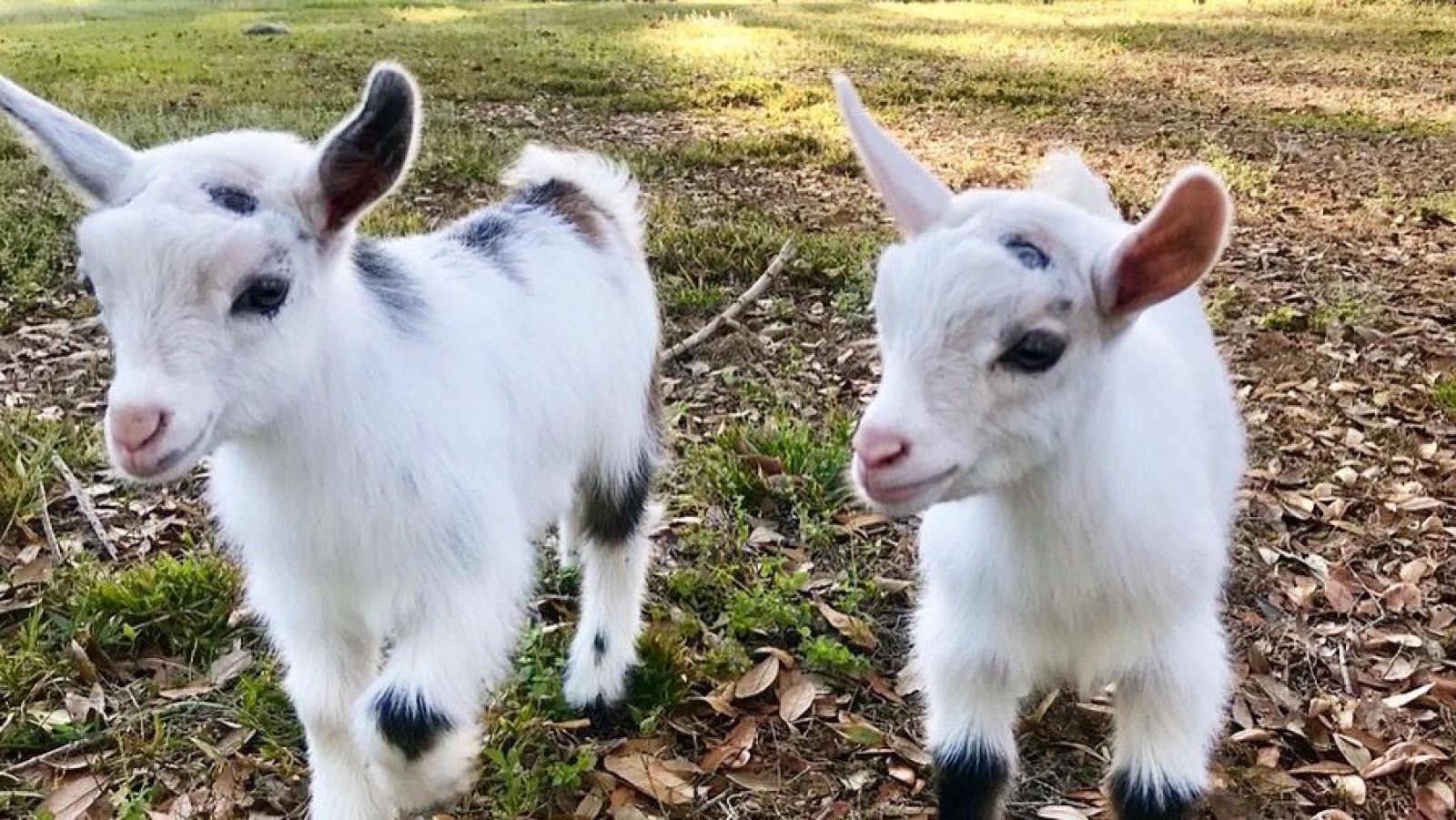 Cuento de los siete cabritillos - escuchar ahora