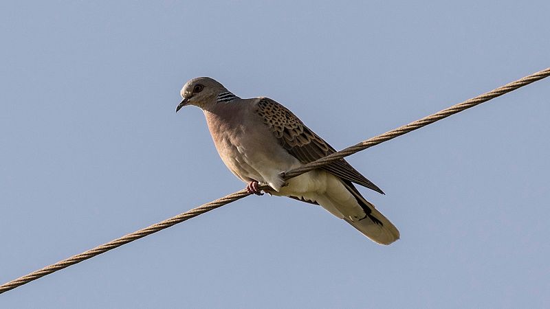 Más cerca - El debate sobre la protección de la tórtola llega al Senado - Escuchar ahora