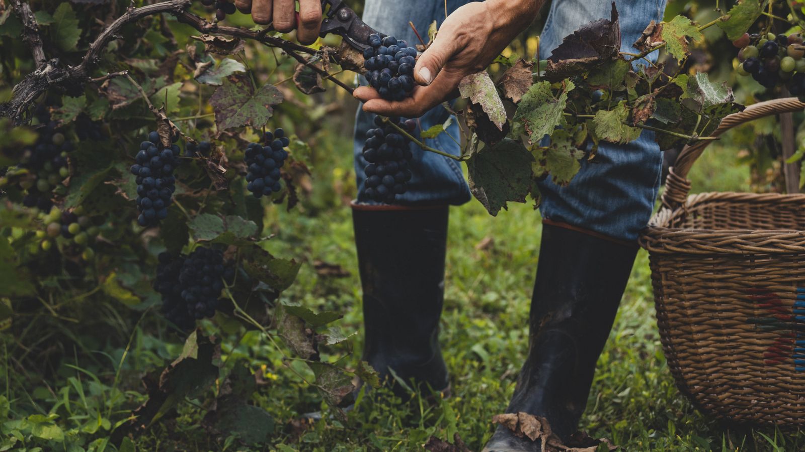 Por tres razones - Jóvenes japoneses revitalizan Castilla y León - 04/03/21 - escuchar ahora