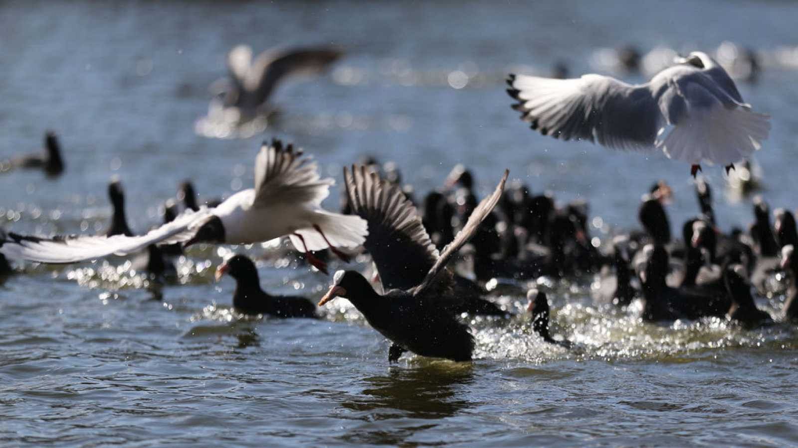 En Directe a Ràdio 4 - Vida verda - Menys ocells hivernals al Delta de l'Ebre
