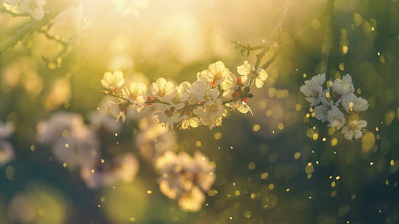 Las mañanas de RNE con Íñigo Alfonso - La primavera será más intensa para los alérgicos en el centro y sur del país