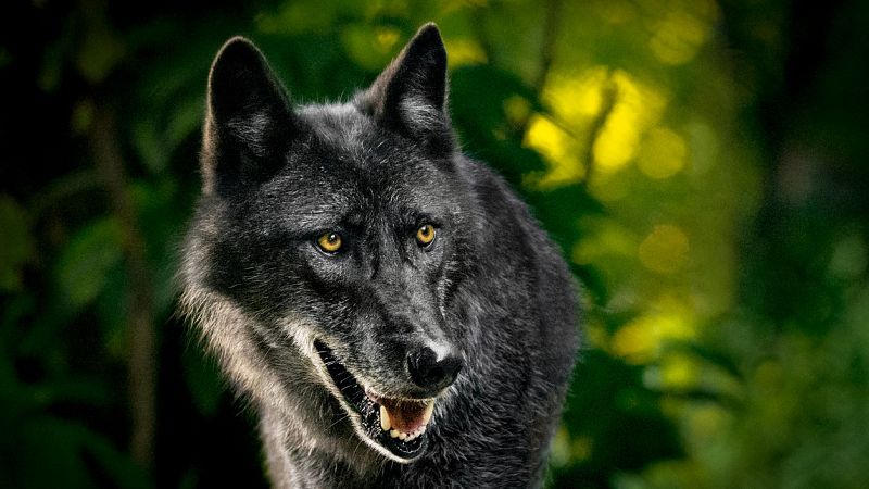 Gran Repertorio - PROKOFIEV: Pedro y el Lobo - 24/03/21