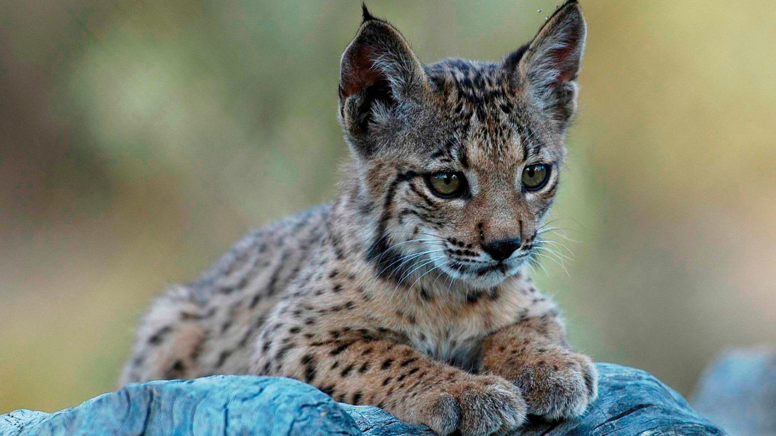 Global 5 - Lince (II): 20Lince40 para garantizar su supervivencia - 25/03/21 - Escuchar ahora