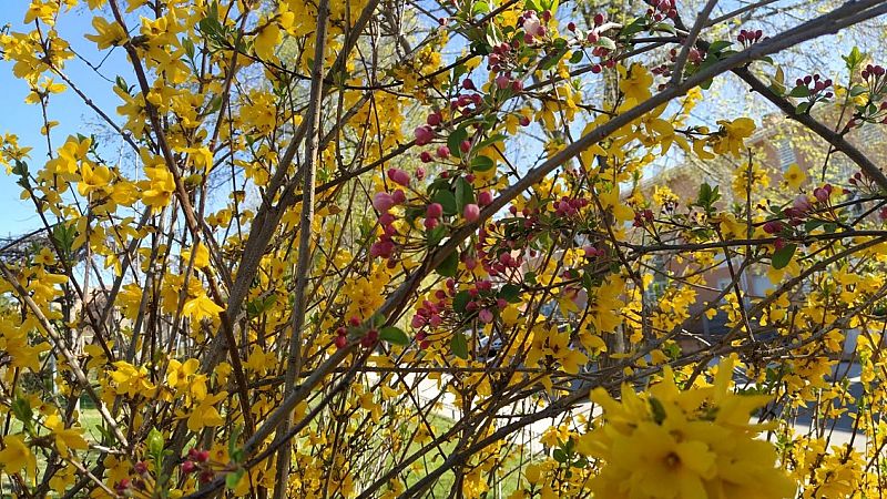 El bosque habitado - La ruidosa primavera - 28/03/21