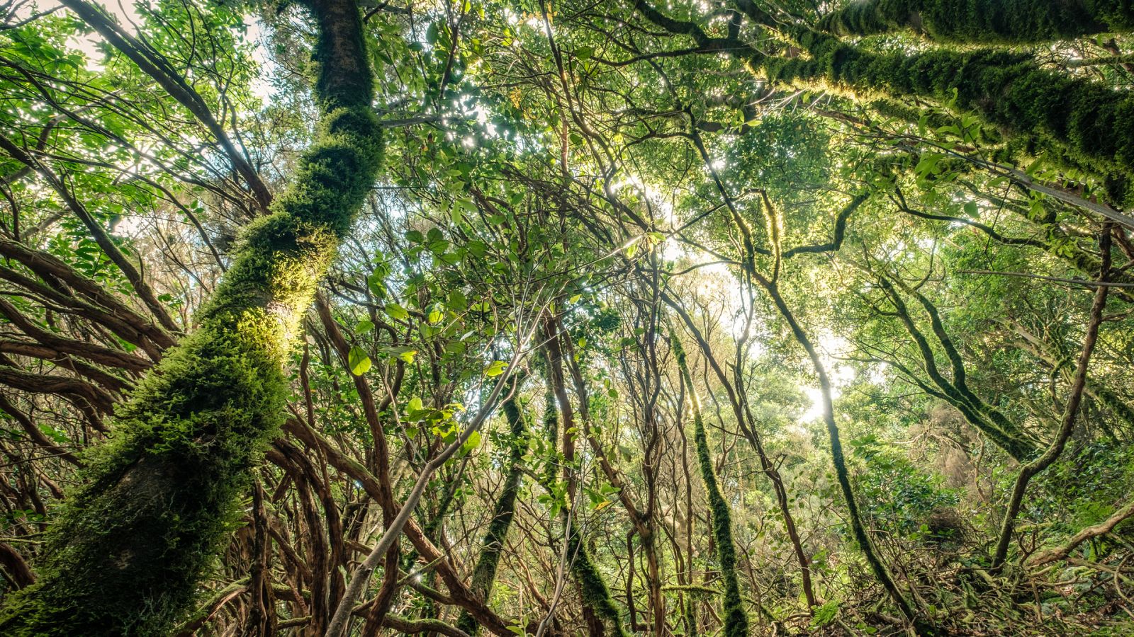 Más cerca - Medio siglo del programa "Hombre y biosfera"" - Escuchar ahora