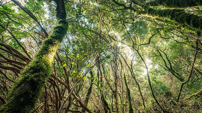 Más cerca - Medio siglo del programa "Hombre y biosfera"" - Escuchar ahora