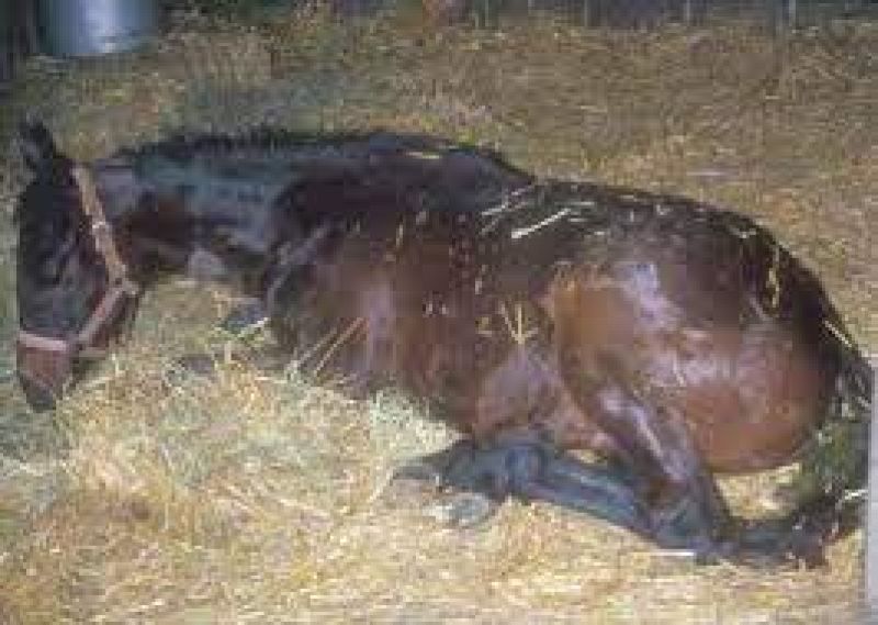 Controlado virus equino Valencia - 14/04/21 - Escuchar ahora