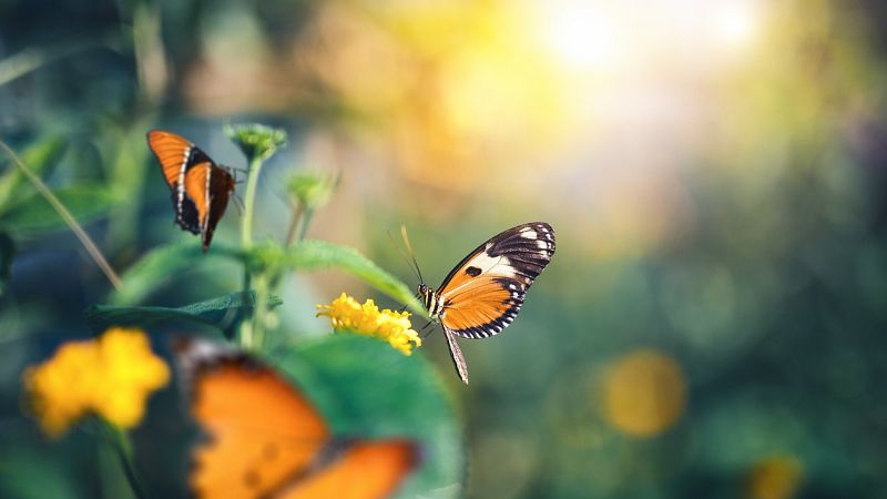 Capriccio - Sinfonía Primavera, de Schumann - 14/04/21 - escuchar ahora