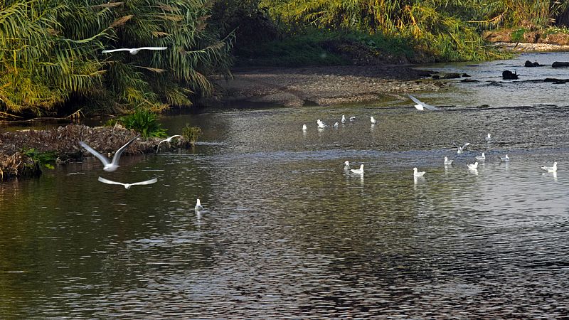 Planeta vivo - Renaturalizando 'El Besós' - 21/04/21 - Escuchar ahora
