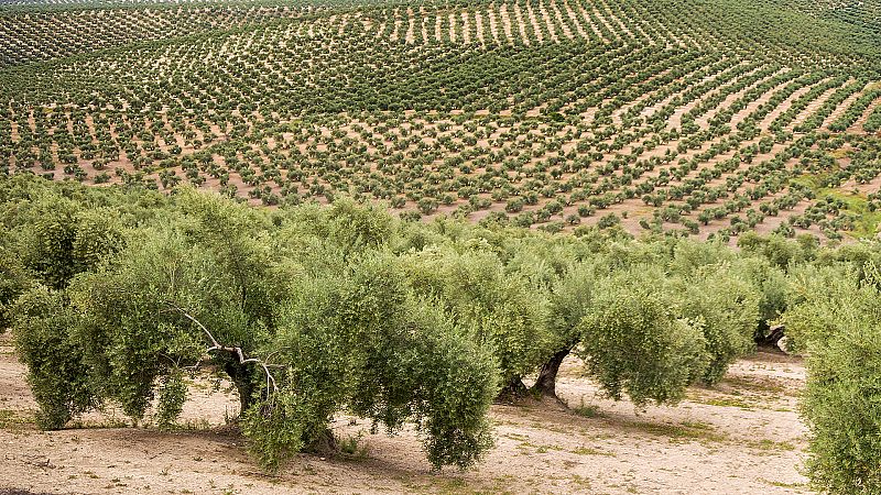 Marca España - El paisaje del olivar andaluz merece ser Patrimonio de la Humanidad - 26/04/21