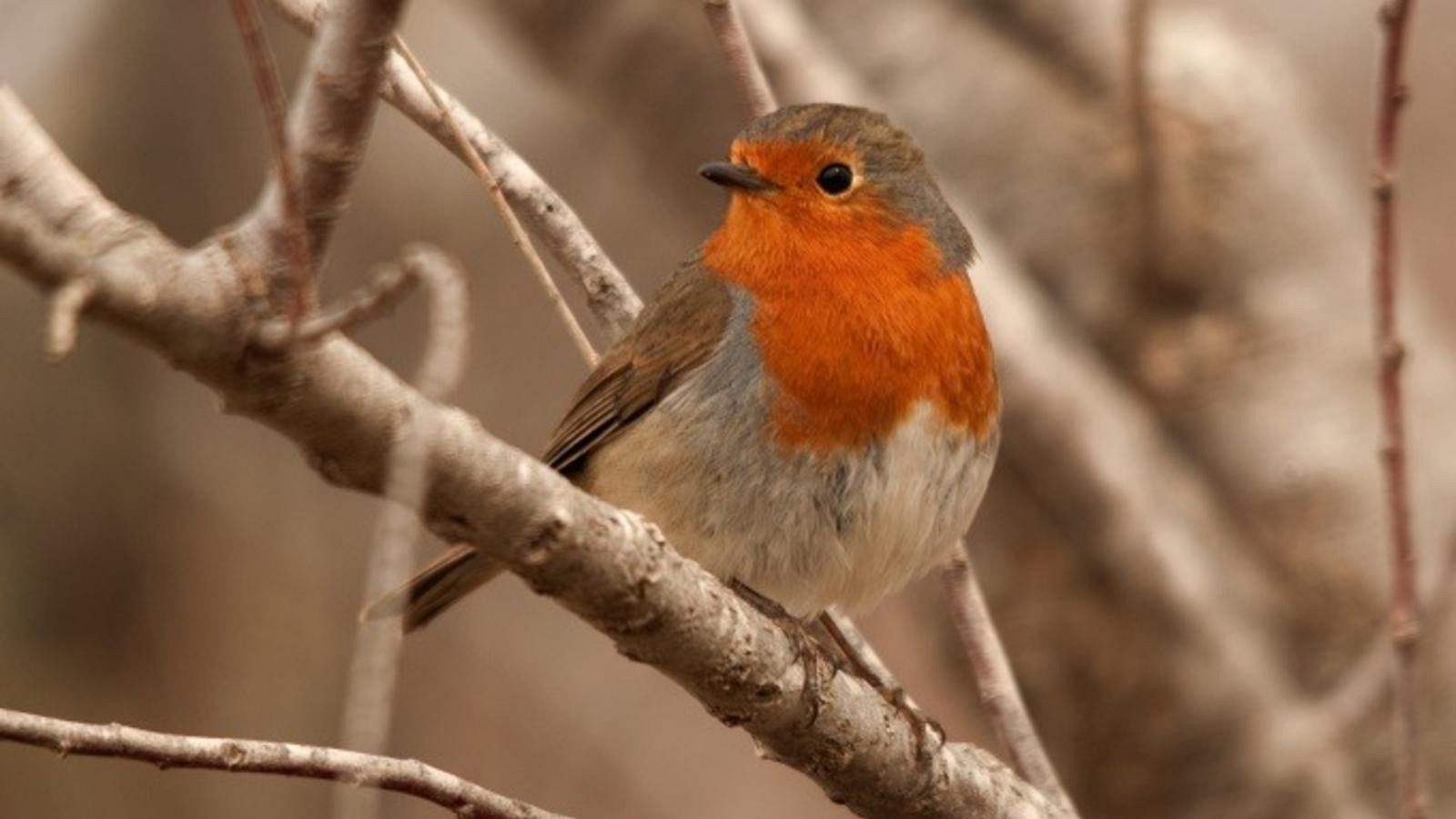 Barcelona preveu generar 19 hectàrees de verd noves fins al 2023