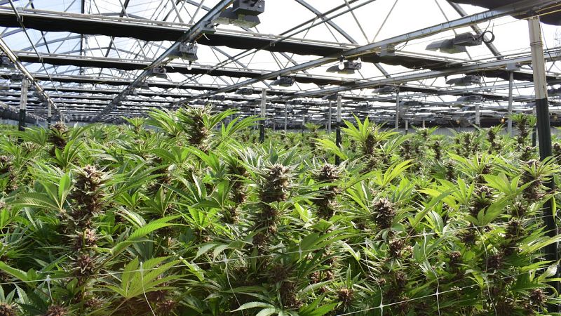 Tarde lo que tarde - Legalización de la marihuana, ¿sí o no? - 27/04/21