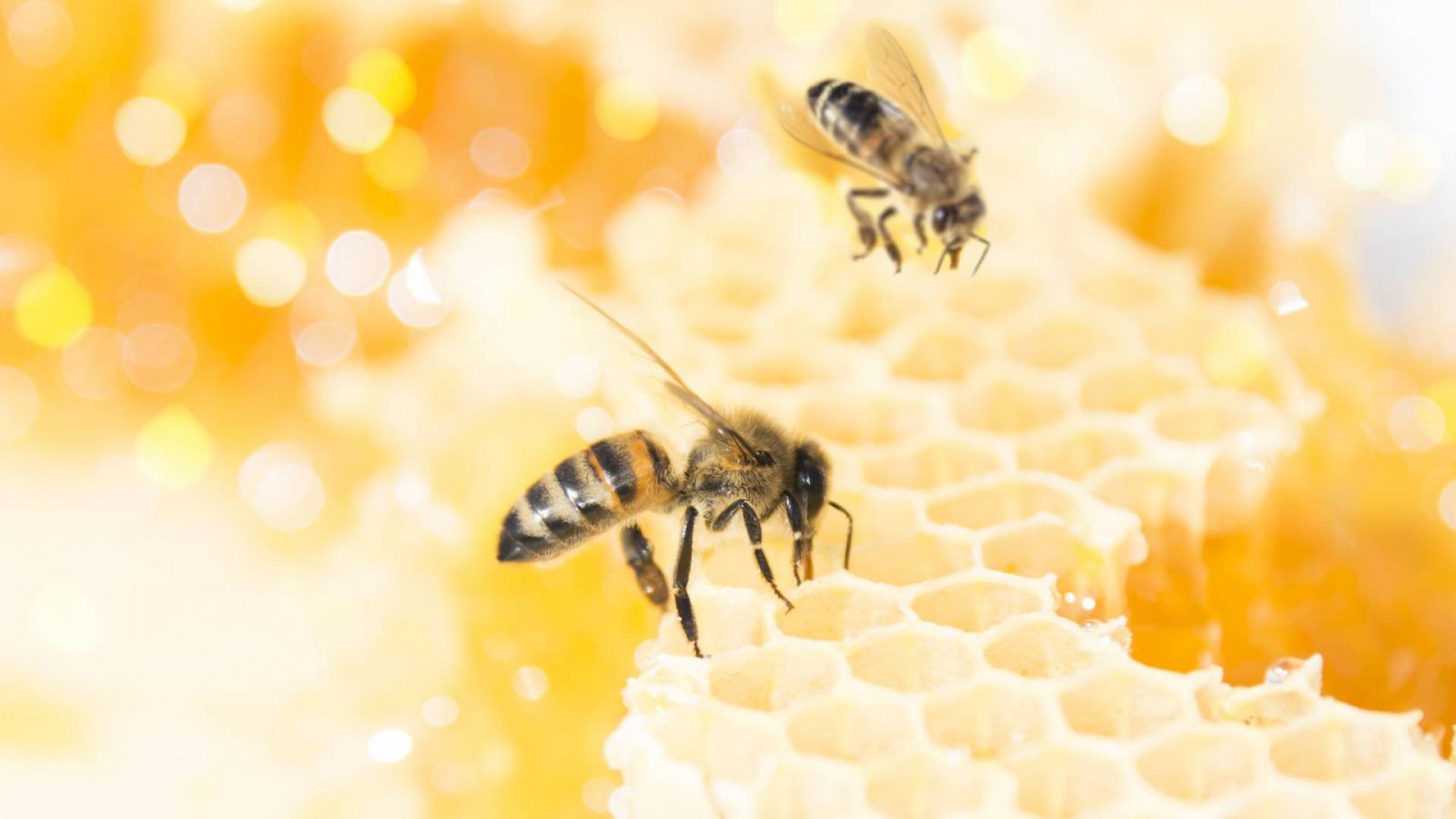 Alimento y salud - Miel y leyes sobre las grasas 'trans' - 02/05/2021 - Escuchar ahora