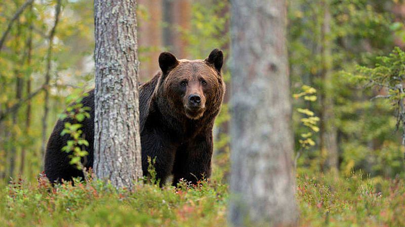 El gallo que no cesa - La recuperación del oso pardo cantábrico - Escuchar ahora