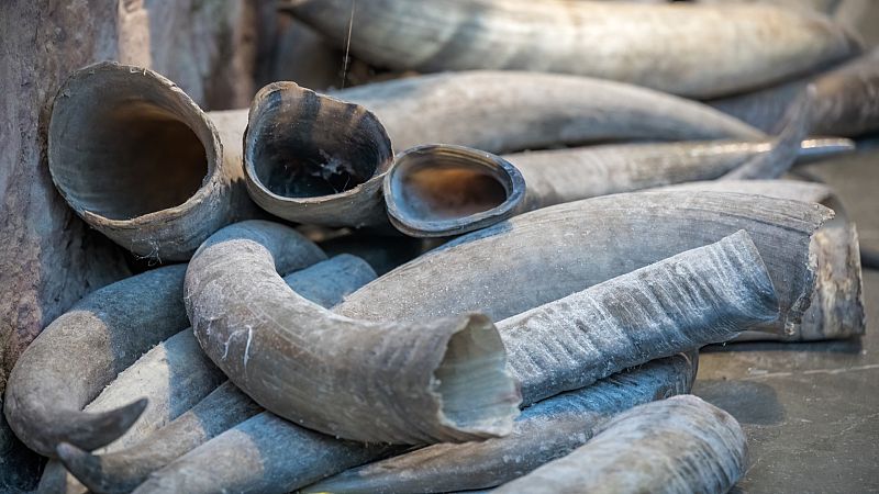 Travesías en Radio 5 - Tráfico de marfil y grupos armados - 13/05/21 - Escuchar ahora