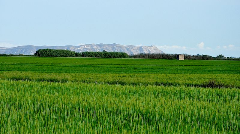Cullera, capital gastronómica del arroz - ESCUCHAR AHORA