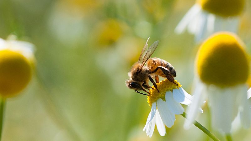 14 horas Fin de Semana - Día Mundial de la Biodiversidad: La protección de las especies, una asignatura pendiente