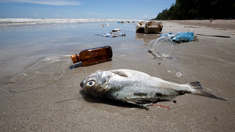 Más cerca - Ecologistas en Acción cuelga 48 banderas negras en las playas - Escuchar ahora
